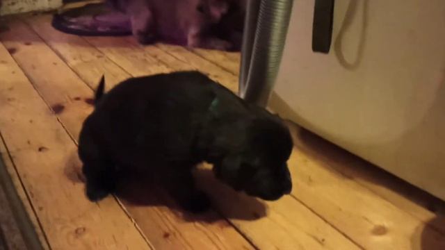 ... Архив...! Соня (АзХара) хозяюшка! Видео Сергея Чернова. 14 января 2021 год. смотреть онлайн