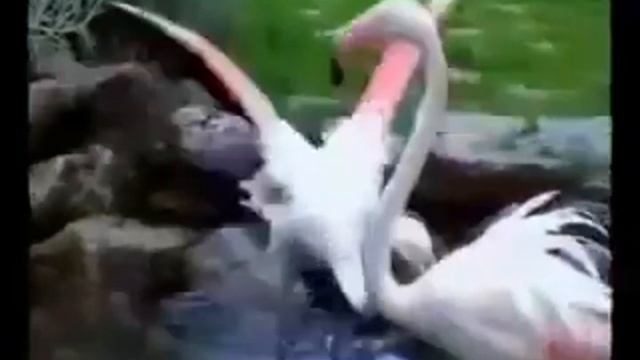 Vusal Aliyev & Xatire Islam - Gel Barisaq..mp4 смотреть онлайн