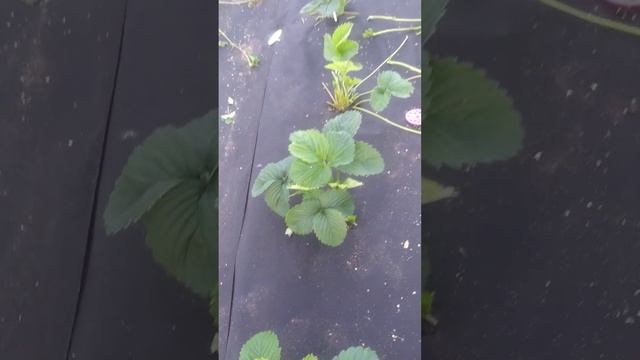 Обрезка клубники и посадка усов смотреть онлайн