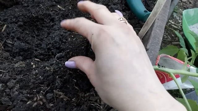 Томаты высаживаю в открытый грунт только так и всегда с огромным уражаем! смотреть онлайн