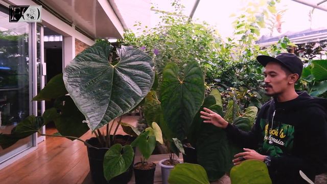 Anthurium bisa jumbo banget? Anthurium Manilas Pride смотреть онлайн