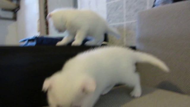 супер милые котята смотреть онлайн