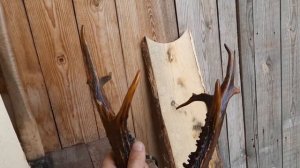 Делаю медальон под рожки косули