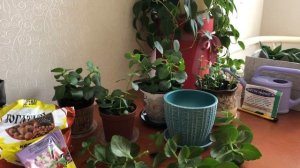 Пересадка и обрезка каланхоэ