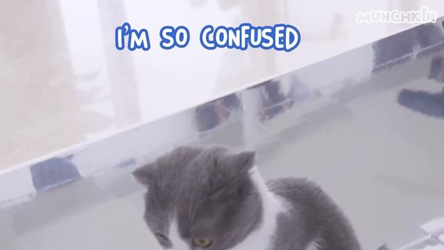 Are Cats Scared Of Dinosaurs? | Compilation смотреть онлайн