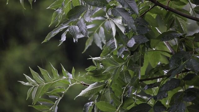 Посмотреть это видео. Успокаивающие звуки дождя для сна, медитации и pелакса. Музыка для сна. смотреть онлайн