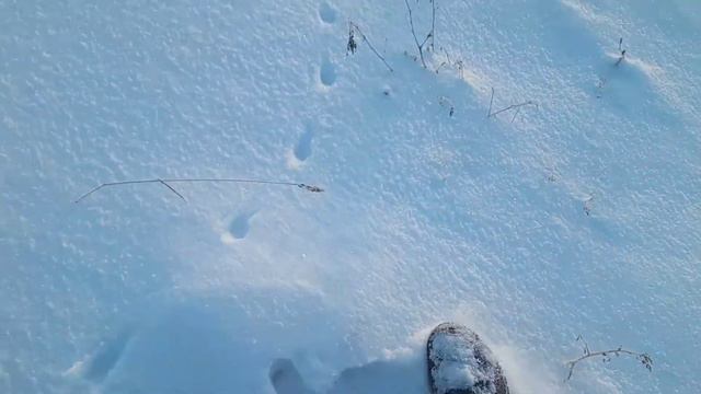 Ласка с мышом исчезла смотреть онлайн