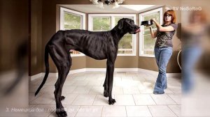 Немецкий дог