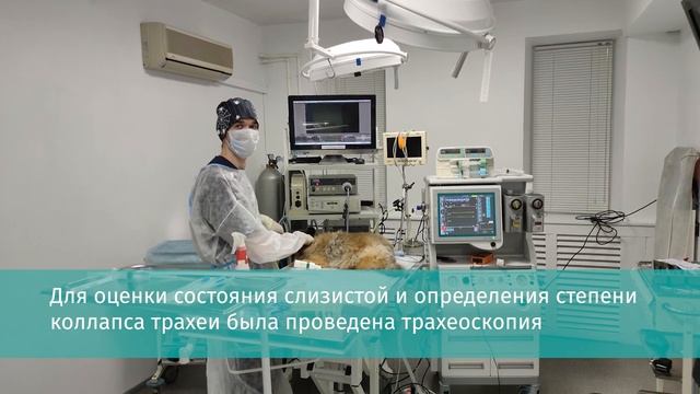 Коллапс бронха и коллапс трахеи/собака кашляла пол года смотреть онлайн