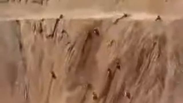 Захватывающий подъем в гонках на мотоциклах по бездорожью смотреть онлайн