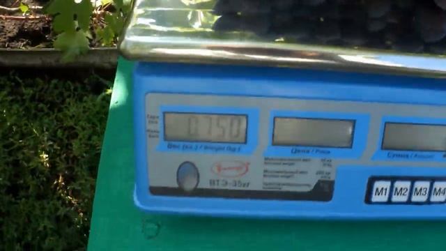 Обзор сортов Подарок Несветая и Атос на 1 08 2019 смотреть онлайн