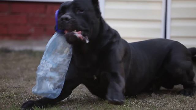 Кане Корсо Итальяно смотреть онлайн