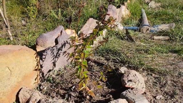 Abelia Grandiflora #2