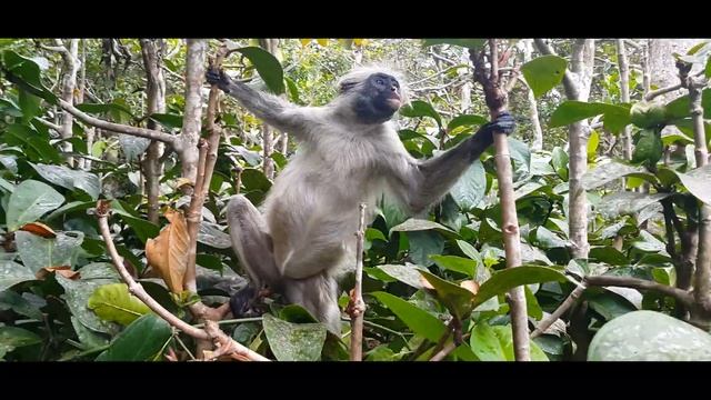 ZANZIBAR 2018 - PART TWO - 4K - DJI Mavic Pro DRONE - Indian Ocean - RAJ NA ZIEMI - Paradise Island смотреть онлайн
