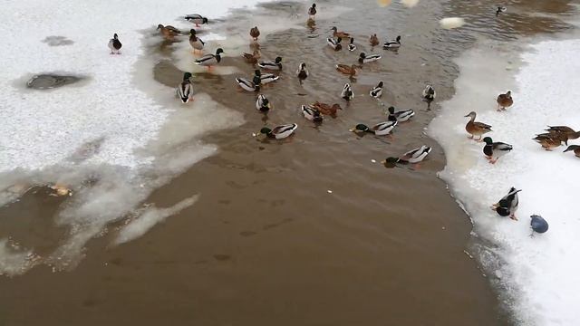 Укрепляем свой Род. Деяния Во Славу Рода смотреть онлайн