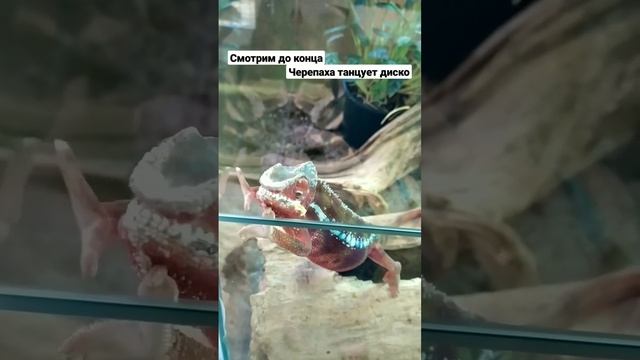 Пятнистый зублефар машет лапками, а черепаха танцует смотреть онлайн