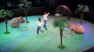 Цирк. Выступление бегемотов!