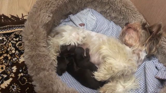 Щенкам 4 дня. Выделения у собаки после родов. Мастит у собаки . смотреть онлайн