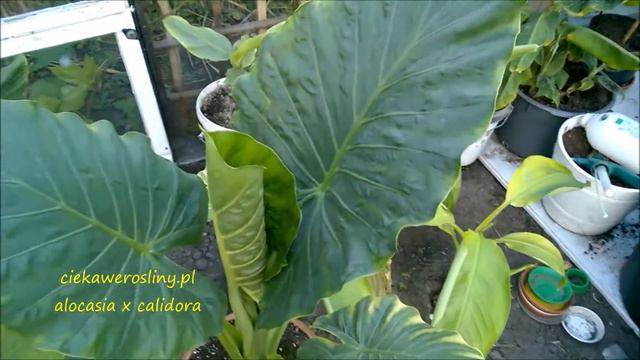 82 Alokazja, alocasia x calidora. CZ.1 смотреть онлайн