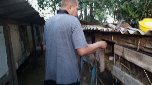 вечернее кормление моих кроликов