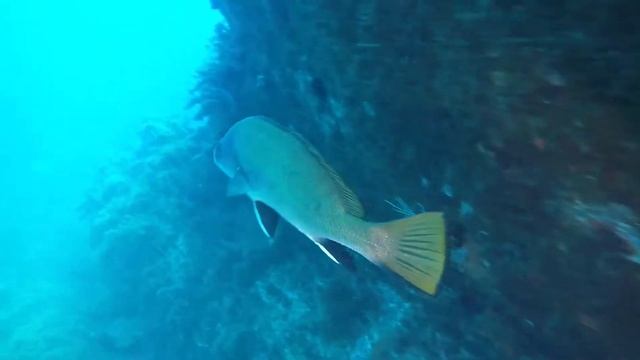 Best of Plongée Banyuls-sur-Mer смотреть онлайн