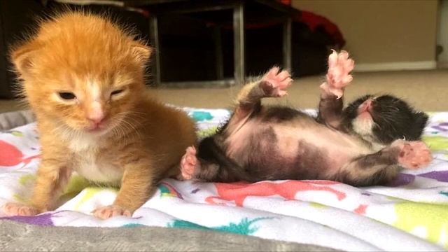 Маленькие котята, брошенные мамой, держались друг за друга, пока их не спасли смотреть онлайн