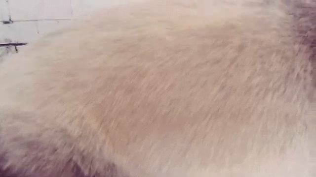 Стрижка пекинеса под длину 2-3 см. Пример. смотреть онлайн