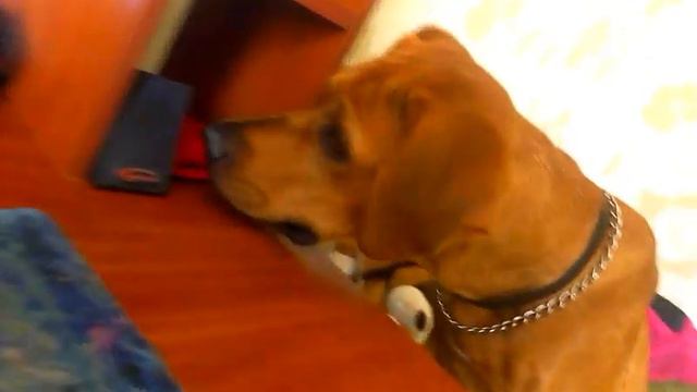 тоса ину смотреть онлайн