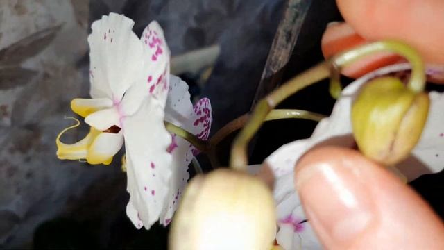 Зимнее цветение орхидей! Домашнее цветение. 2020.