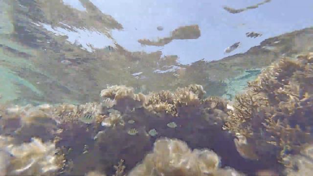 Риф отеля Royal Albatros Moderna 2020 (Шарм, Египет) - затонувший корабль!