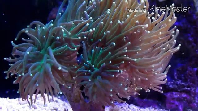 Red Sea max reef смотреть онлайн