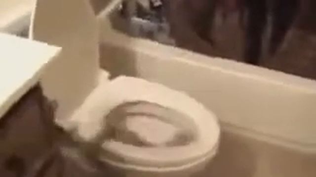 Кошки падают!!!! Супервидео! смотреть онлайн