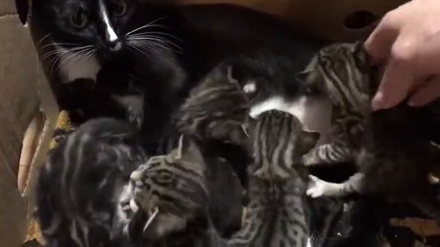 Моего кота не пускают к котятам но всё же он рад что у него есть детки смотреть онлайн