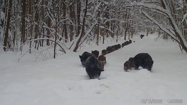 Кабаны. Откуда берутся в зимнем лесу тропинки ) Фото и видео с фотоловушек Егерькам. смотреть онлайн