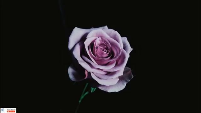I Rose duh ber thlang rawh le | Khawlbawm Channel смотреть онлайн