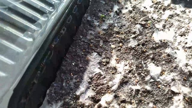 Клубника спустя месяц после посева. Посев клубники смотреть онлайн