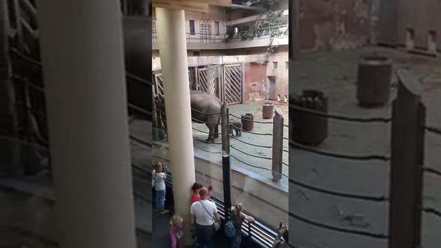 Новорожденный слоненок в Московском зоопарке. смотреть онлайн