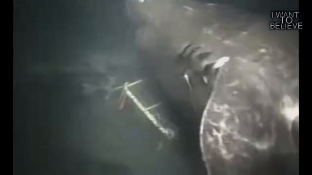 Мегаладон он Существует?!!😨😨😨