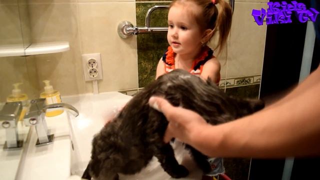 Купаем Британского Кота Кузю / Bathe British Cat смотреть онлайн