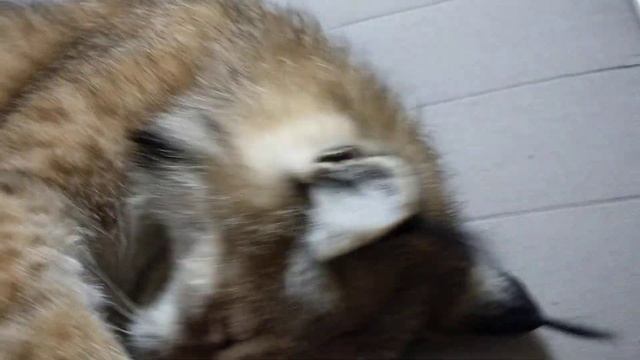 Рысь Даша - Не даёт застелить кровать смотреть онлайн