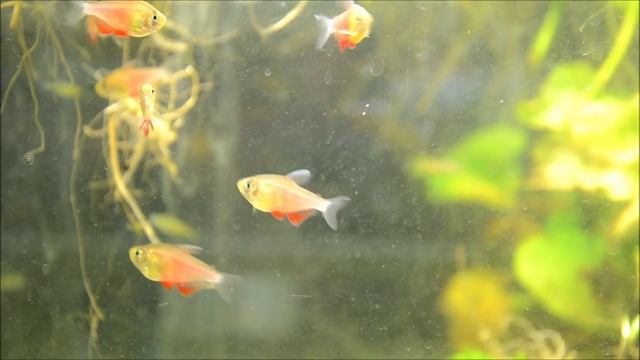 Hyphessobrycon Flammeus, Flame Tetra -Species Spotlight