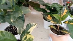 Почему КРОТОН не красится - какие причины и что делать?