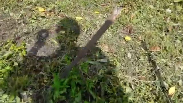 виноград Псковская обл РФ парник или открытый грунт первый сезон смотреть онлайн