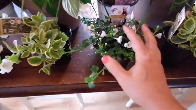 TRUCS POUR CHOISIR PLANTES- ARRANGEMENT BOÎTES À FLEURS смотреть онлайн