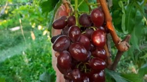 Сорт винограда Пестрый