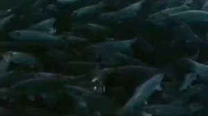 Власть толпы