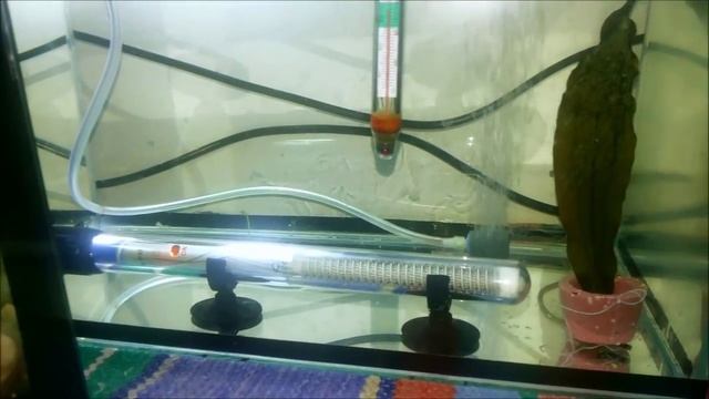 Разведение Скалярий. Первый опыт. смотреть онлайн