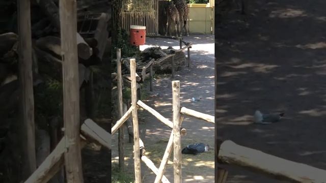 Рим- зоопарк!!! смотреть онлайн