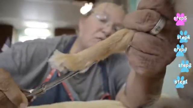 How to groom your chihuahua at home! смотреть онлайн