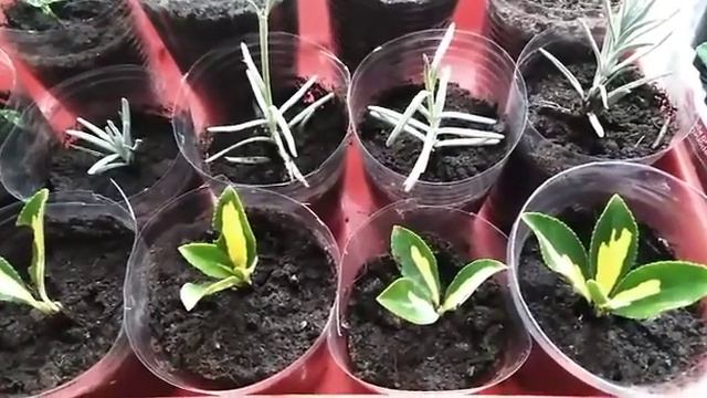 Гипоэстес, хризантемы мультифлора, обзор черенков! смотреть онлайн